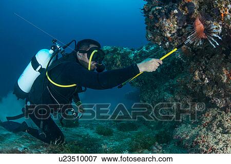 Stock Photo - Diver collects invasive lionfish from local reef. Fotosearch