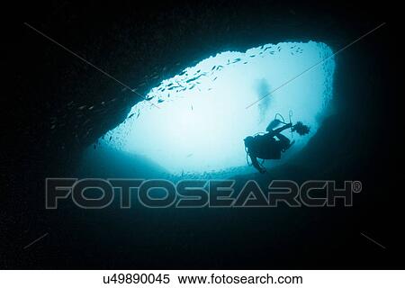 Stock Photography - Diver collects invasive lionfish from local reef. Fotosearch