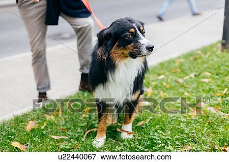 Stock Photo - Dog on grass by city sidewalk. Fotosearch
