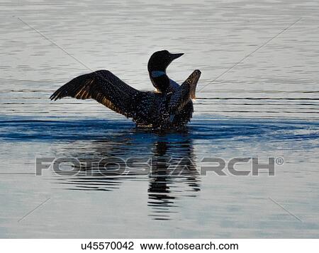 Duck on pond flapping wings, Alaska View Large Photo Image Stock Image - Duck on pond flapping wings, Alaska. Fotosearch