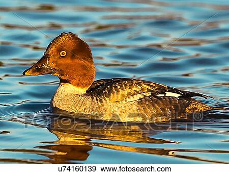 Duck View Large Photo Image Stock Photo - Duck. Fotosearch