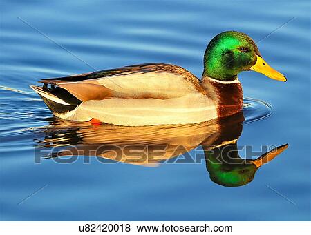 Duck View Large Photo Image Stock Photo - Duck. Fotosearch