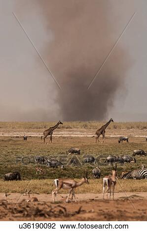 Stock Image - Dust tornado close to water hole where zebras, giraffes and gazelles drink, Masai Mara, Kenya. Fotosearch