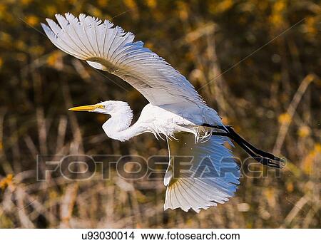 Egret View Large Photo Image Picture - Egret. Fotosearch