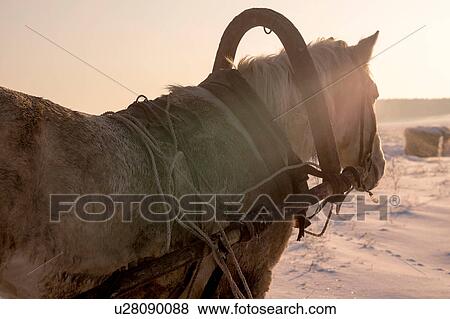 Stock Photo - Farm horse standing in snow, rear view. Fotosearch
