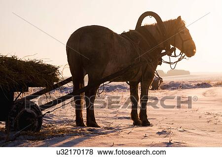 Stock Photo - Farm horse standing in snow, rear view. Fotosearch