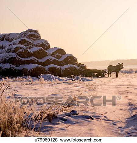Stock Photo - Farm horse standing in snow, rear view. Fotosearch