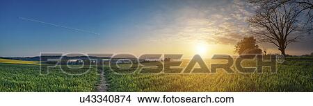 Field at sunset, panoramic View Large Photo Image Picture - Field at sunset, panoramic. Fotosearch