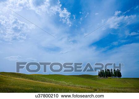 Field with group of Cypress trees, Val d'Orcia, Siena, Tuscany, Italy View Large Photo Image Stock Image - Field with group of Cypress trees, Val d'Orcia, Siena, Tuscany, Italy. Fotosearch