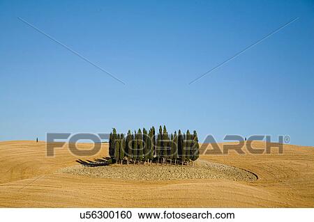 Stock Image - Field with group of Cypress trees, Val d'Orcia, Siena, Tuscany, Italy. Fotosearch
