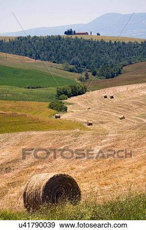 Stock Photo - Field with hay bales, Val d'Orcia, Siena, Tuscany, Italy. Fotosearch