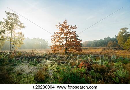 Picture - Field with heather between woods on autumn morning, Wouw, Netherlands. Fotosearch