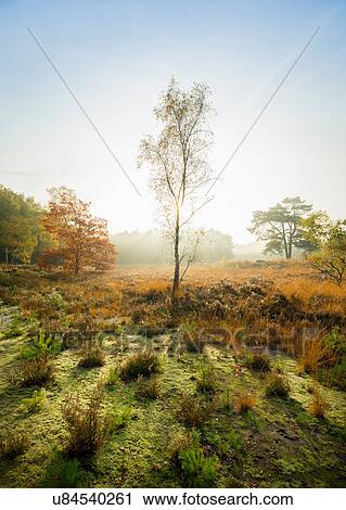 Stock Image - Field with heather between woods on autumn morning, Wouw, Netherlands. Fotosearch