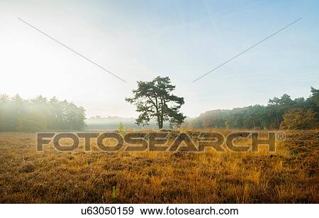 Stock Photo - Field with heather between woods on autumn morning, Wouw, Netherlands. Fotosearch
