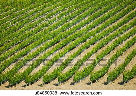 Stock Photo - Field with rows of trees, Val d'Orcia, Siena, Tuscany, Italy. Fotosearch