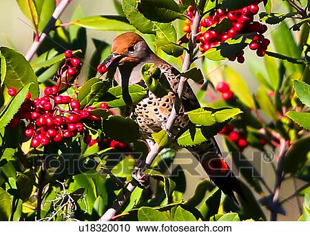 Stock Image - Flicker. Fotosearch