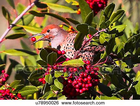 Flicker View Large Photo Image Stock Photograph - Flicker. Fotosearch