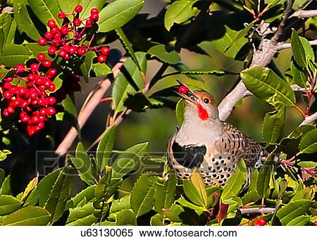Flicker View Large Photo Image Stock Photography - Flicker. Fotosearch