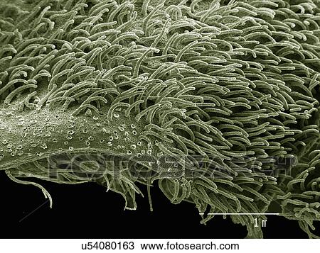 Stock Image - Flower of Canadian Ginger plant. Fotosearch