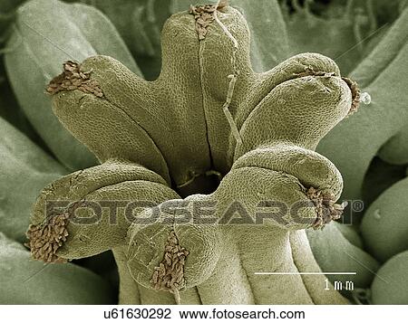 Stock Image - Flower of Canadian Ginger plant. Fotosearch