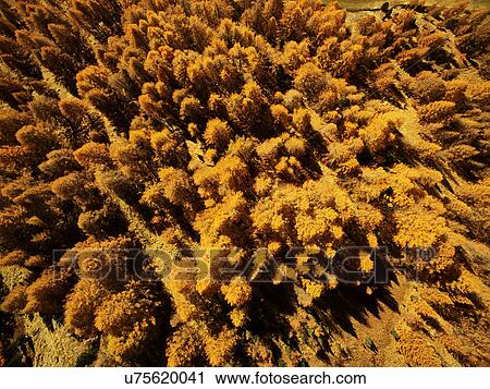Forest, overhead view, Schnalstal, South Tyrol, Italy View Large Photo Image Stock Image - Forest, overhead view, Schnalstal, South Tyrol, Italy. Fotosearch