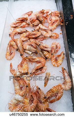 Fresh shrimp on ice View Large Photo Image Stock Photography - Fresh shrimp on ice. Fotosearch