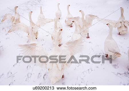 Gaggle of geese in snow View Large Photo Image Stock Image - Gaggle of geese in snow. Fotosearch
