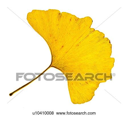 Stock Photo - Ginkgo leave in autumn. Fotosearch