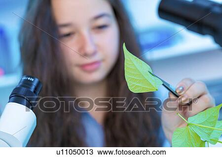 Girl holding green leaf with tweezers View Large Photo Image Stock Image - Girl holding green leaf with tweezers. Fotosearch