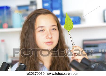 Girl holding green leaf with tweezers View Large Photo Image Stock Image - Girl holding green leaf with tweezers. Fotosearch