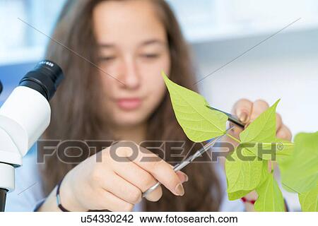 Girl holding green leaf with tweezers View Large Photo Image Stock Image - Girl holding green leaf with tweezers. Fotosearch