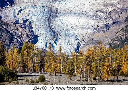 Stock Image - Glacier and golden autumn color, Alaska. Fotosearch