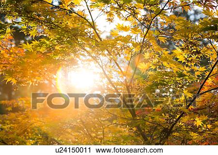 Stock Image - Golden autumn tree leaves in sunlight. Fotosearch