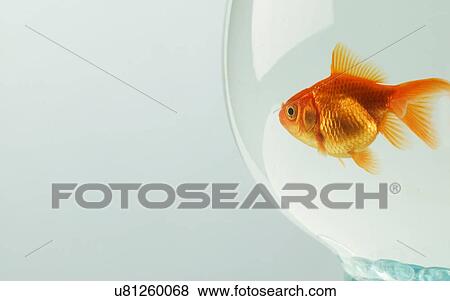 Goldfish (Carassius auratus) in fishbowl View Large Photo Image Stock Photo - Goldfish (Carassius auratus) in fishbowl. Fotosearch