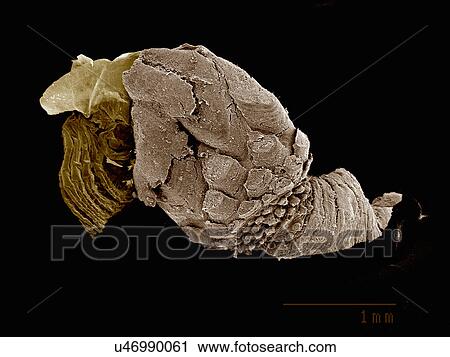 Gooseneck barnacle Pedunculata: Pollicipededae poss. Pollicipes sp View Large Photo Image Stock Image - Gooseneck barnacle Pedunculata: Pollicipededae poss. Pollicipes sp. Fotosearch