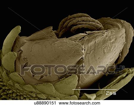 Stock Image - Gooseneck barnacle Pedunculata: Pollicipededae poss. Pollicipes sp. Fotosearch
