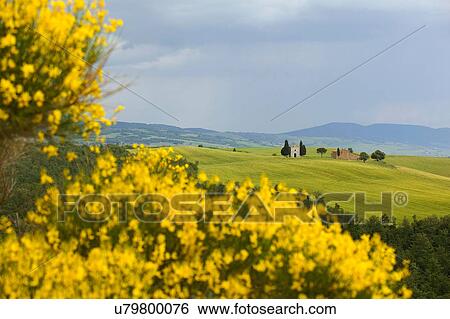 Gorse, Val d'Orcia, Siena, Tuscany, Italy View Large Photo Image Stock Photograph - Gorse, Val d'Orcia, Siena, Tuscany, Italy. Fotosearch