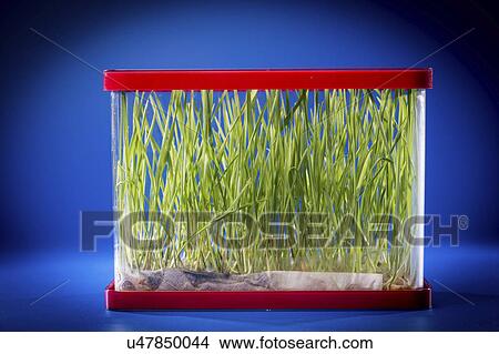 Picture - Grass growing in a container. Fotosearch