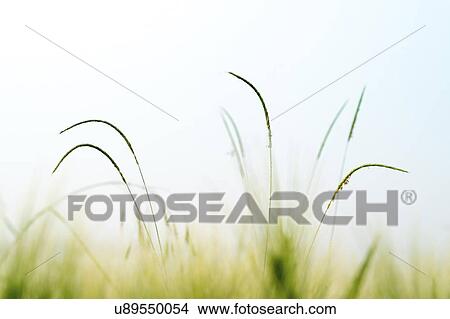Picture - Grass. Fotosearch