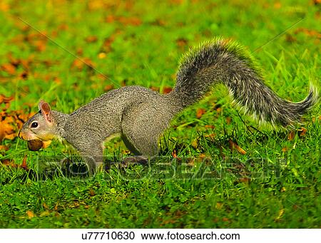 Stock Image - Gray Squirrel. Fotosearch