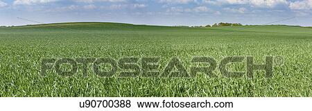 Green field, panorama View Large Photo Image Stock Photo - Green field, panorama. Fotosearch