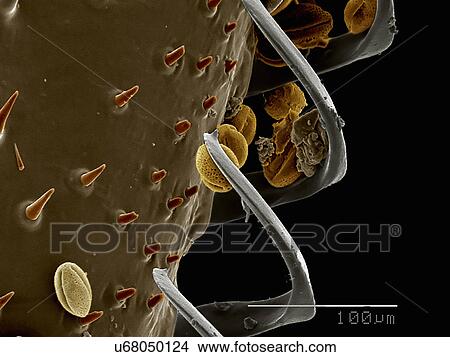 Picture - Hamuli, wing hooks, of bumblebee with pollen. Fotosearch