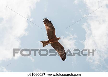 Stock Photo - Hawk flying looking for prey, Masai Mara, Kenya. Fotosearch