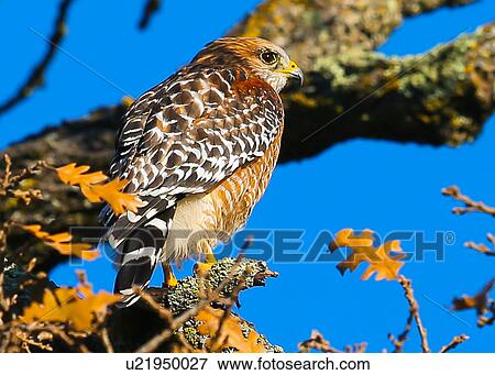 Hawk View Large Photo Image Stock Photo - Hawk. Fotosearch