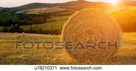 Stock Image - Hay bales, Val d'Orcia, Siena, Tuscany, Italy. Fotosearch