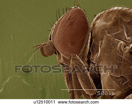 Stock Image - Head and thorax of leaf mining fly, Agromyzidae. Fotosearch