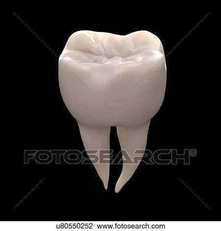 Healthy molar tooth View Large Photo Image Stock Image - Healthy molar tooth. Fotosearch