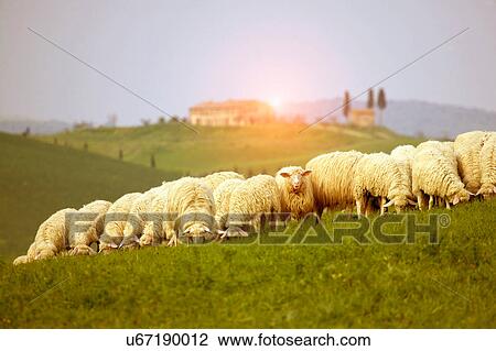 Stock Image - Herd of sheep grazing on field, Val d'Orcia, Siena, Tuscany, Italy. Fotosearch