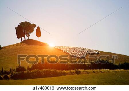 Stock Image - Herd of sheep on lush green landscape, Val d'Orcia, Siena, Tuscany, Italy. Fotosearch