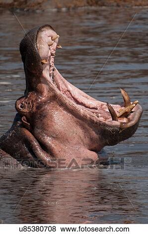 Stock Photo - Hippopotamus displaying dominance, Masai Mara, Kenya. Fotosearch